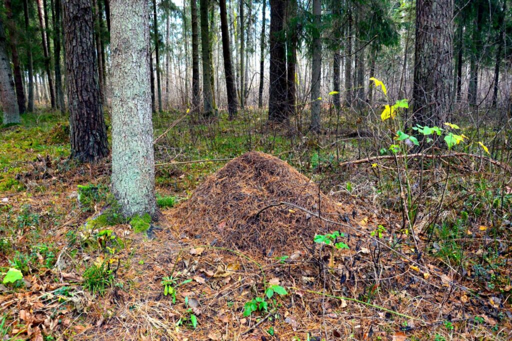 Pastaiga pa Viskaļu mežu